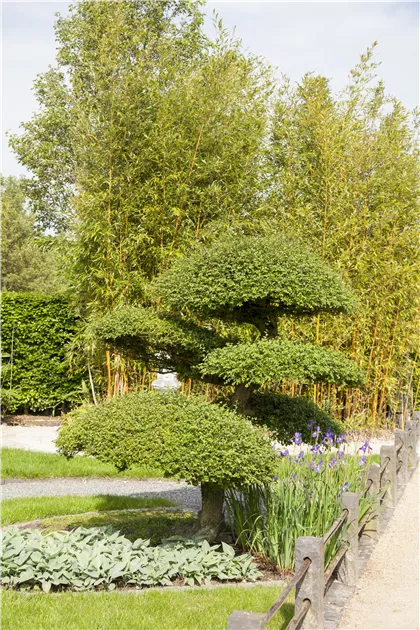 schefflera arboricola plant Schefflera Arboricola