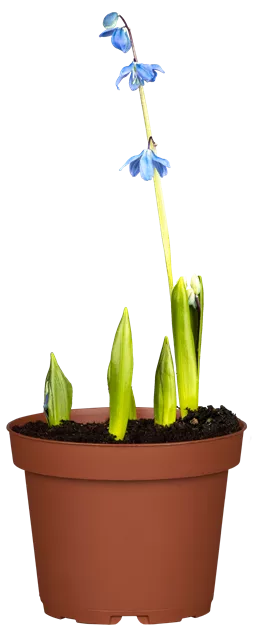 Scilla siberica