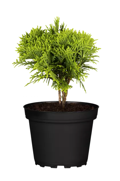 welche erde für topfpflanzen Green Home Universalerde main image 0