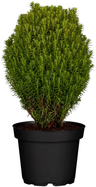 Thuja occidentalis 'Teddy'
