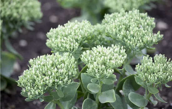 Sedum telephium Sedum telephium