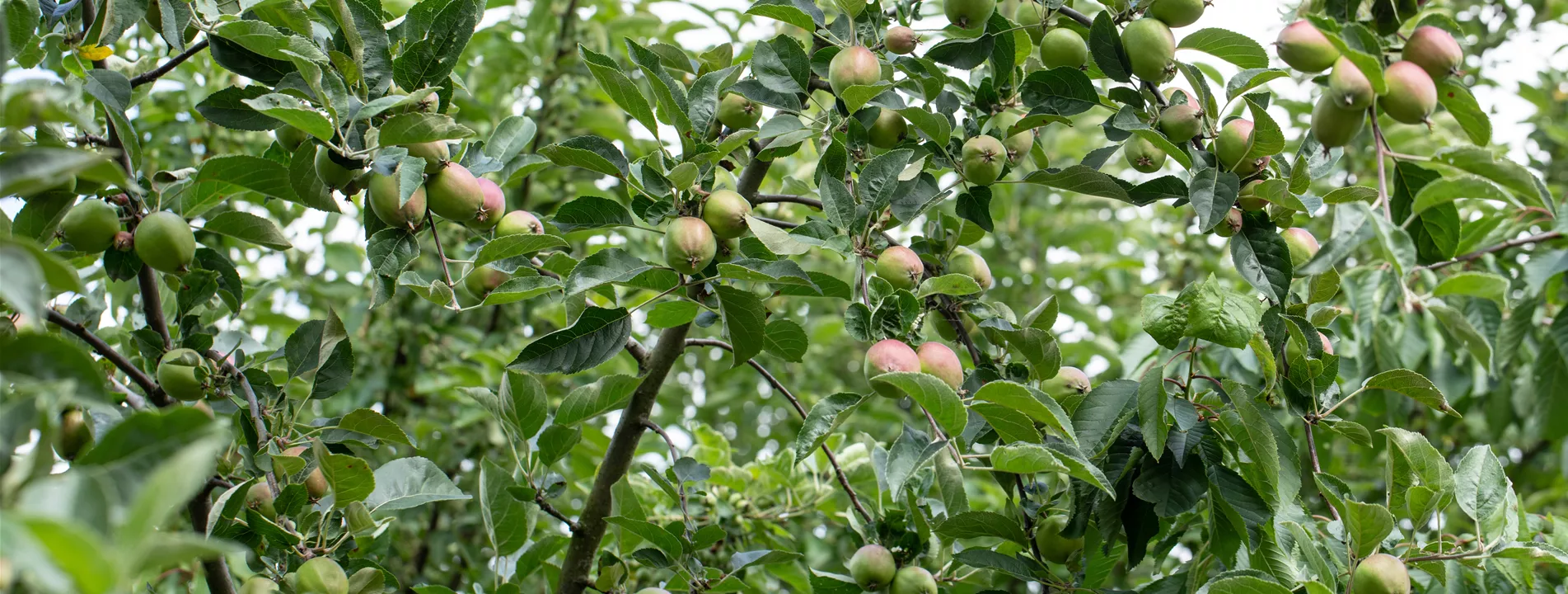 Seminar: Der perfekte Gehölzschnitt Spezial - alte Bäume und -Obstbäume pflegen