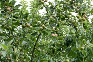 Seminar: Der perfekte Gehölzschnitt Spezial - alte Bäume und -Obstbäume pflegen