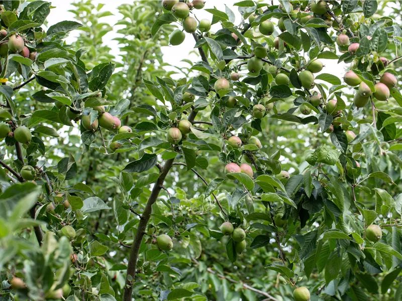 Seminar: Der perfekte Gehölzschnitt Spezial - alte Bäume und -Obstbäume pflegen