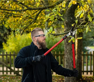 Seminar: Gehölzschnitt spezial - Alte Bäume und -Obstbäume richtig pflegen