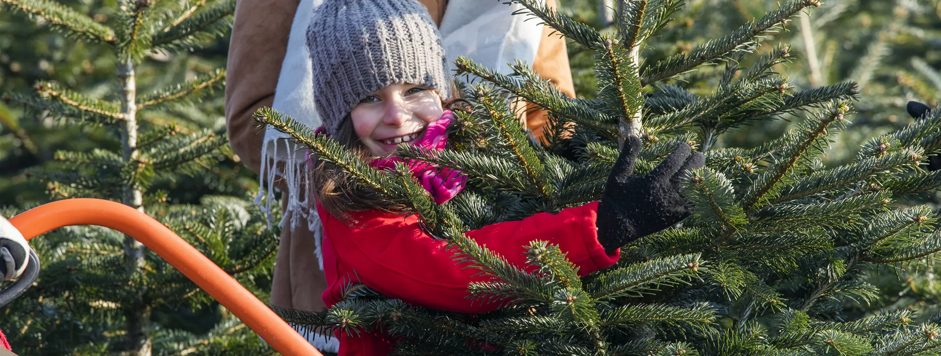 Aktion: Weihnachtsbaum selbst schlagen