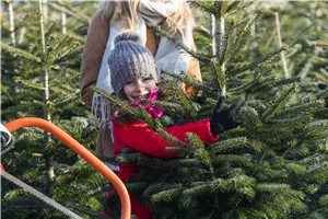 Aktion: Weihnachtsbaum selbst schlagen Aktion: Weihnachtsbaum selbst schlagen