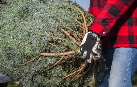 Weihnachtsbaum einnetzen 