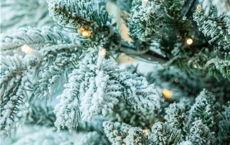 Lichter am Weihnachtsbaum