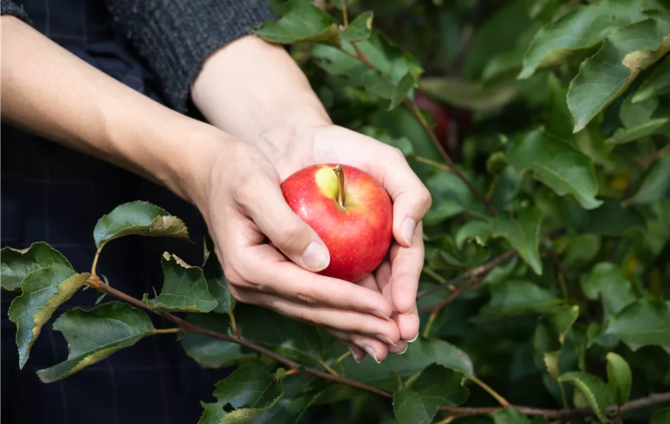 Apfel in der Hand