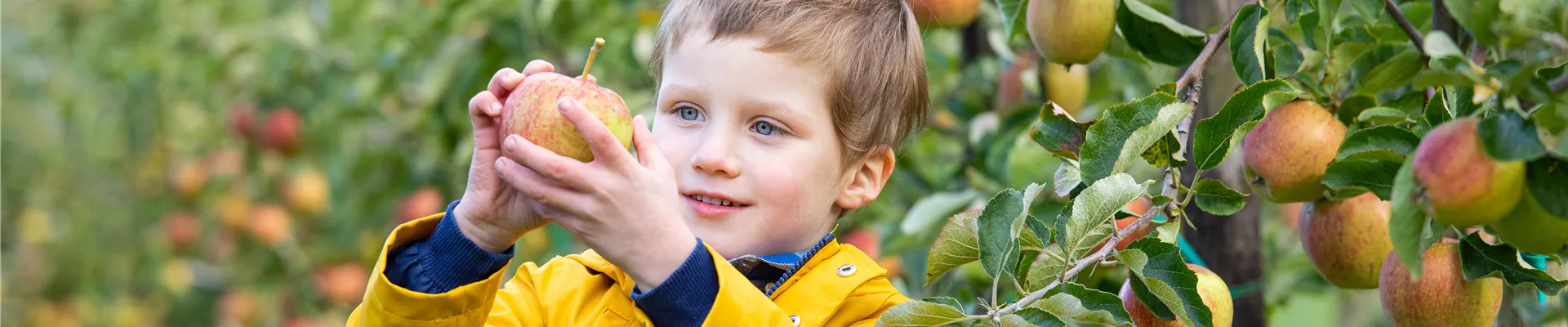 Apfelernte- Kind hält Apfel 