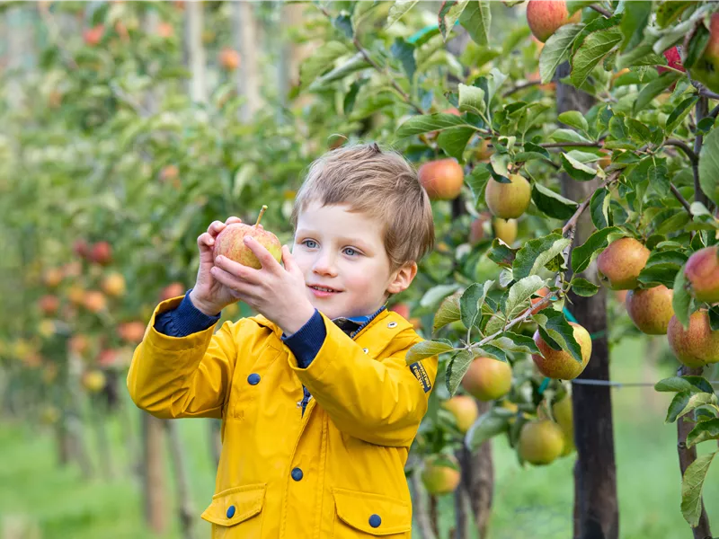 Apfelpflückwochen