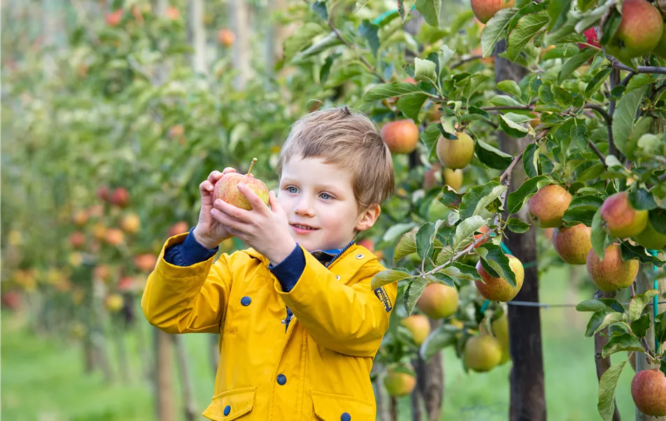 Apfelernte- Kind hält Apfel 