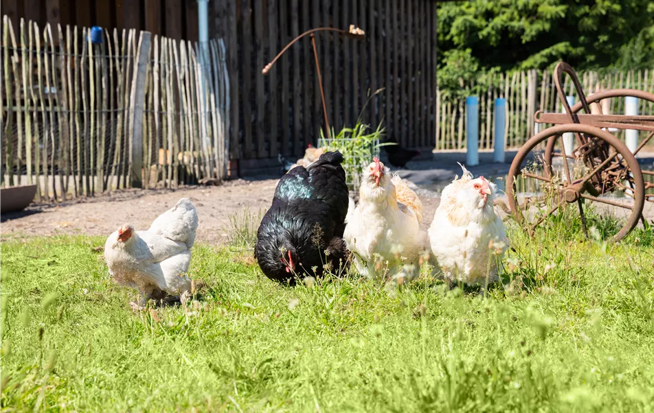Hühner im Garten