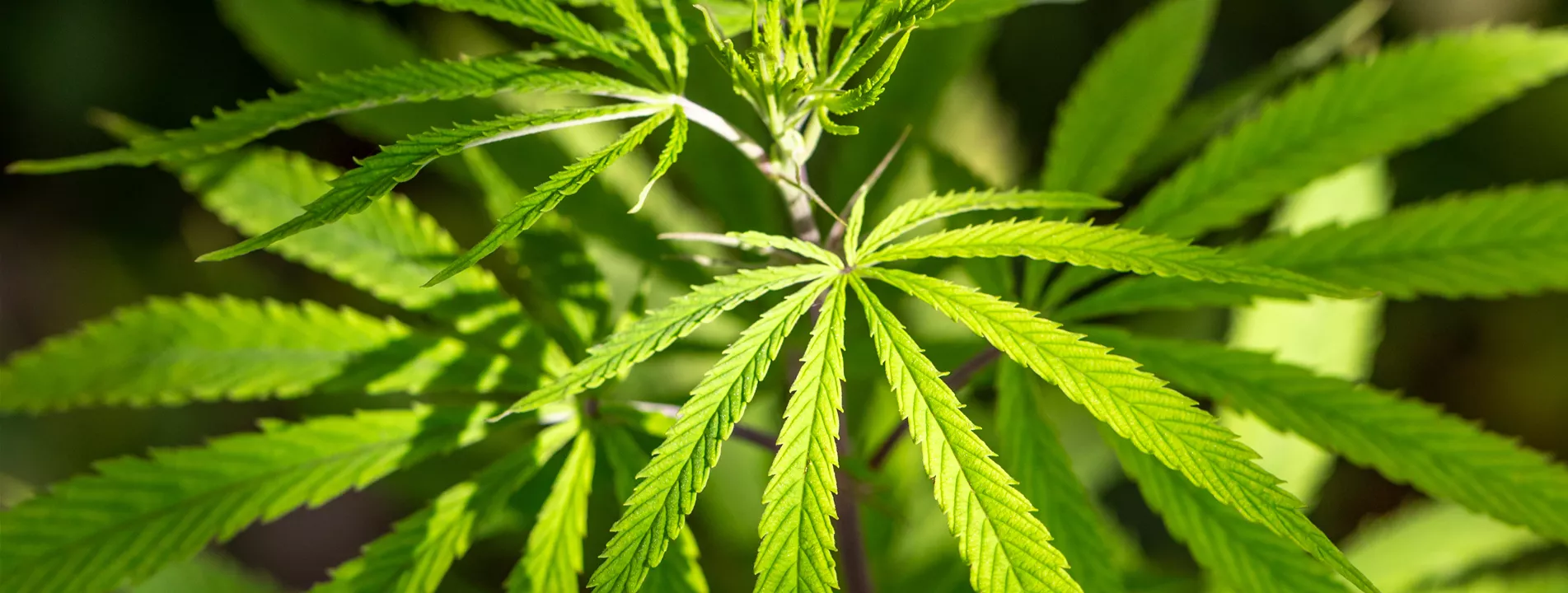 Seminar: Cannabis Selbstanbau - die ersten Schritte