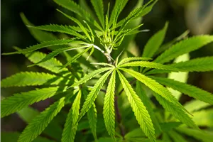 Seminar: Cannabis Selbstanbau - die ersten Schritte