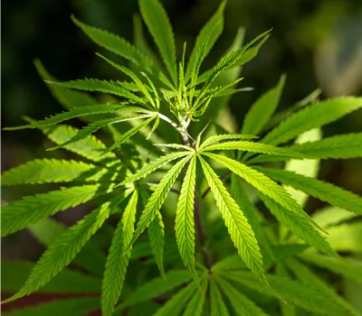 Seminar: Cannabis - die ersten Schritte zum Selbstanbau