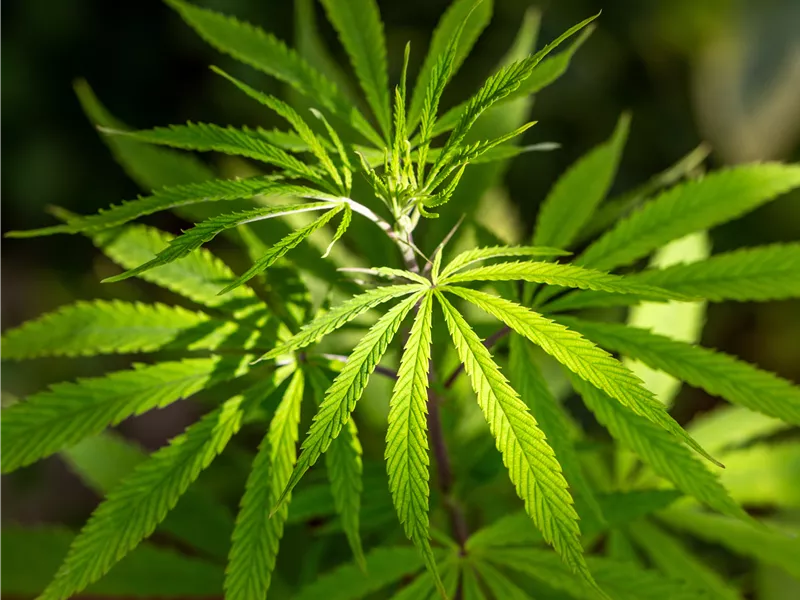 Seminar: Cannabis Selbstanbau - die ersten Schritte