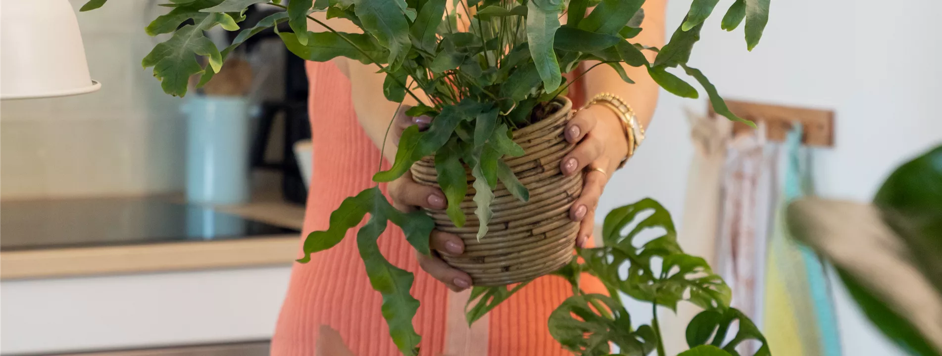 Aktion: Zimmerpflanzen umtopfen