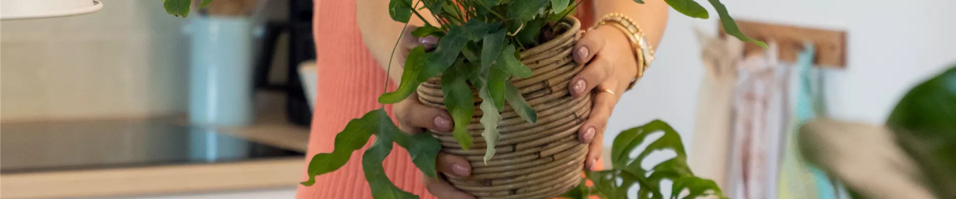 Zimmerpflanzen - Frau mit Einkauf