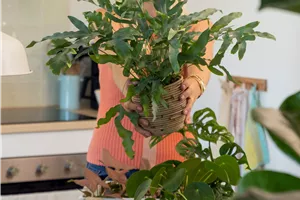 Aktion: Zimmerpflanzen umtopfen