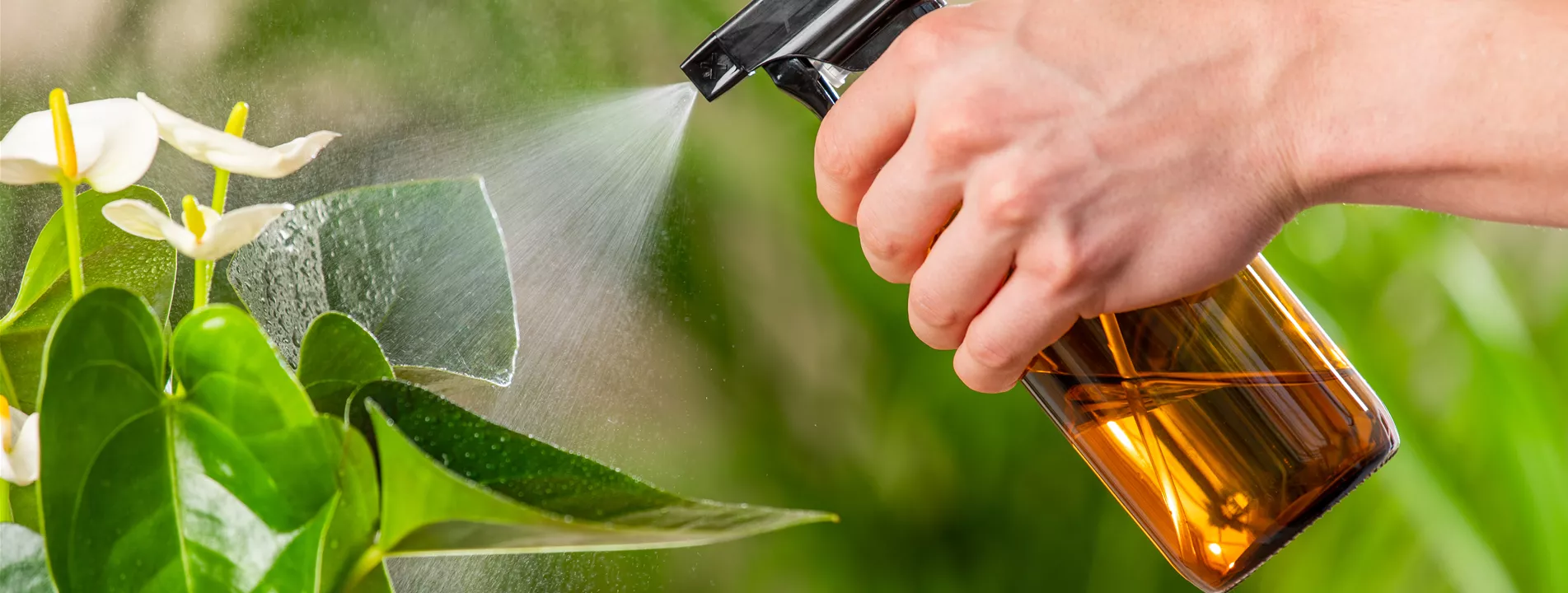 Aktion: Zimmerpflanzensprechstunde