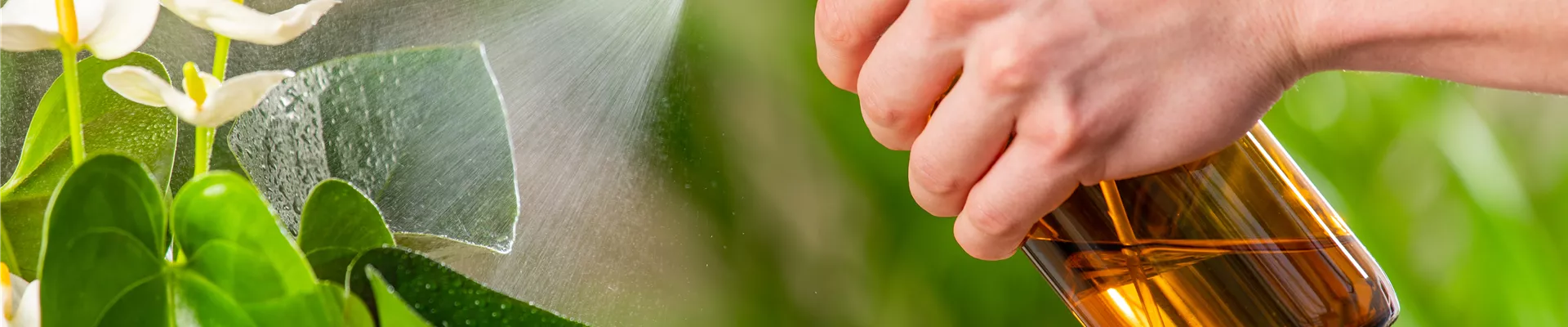 Pflanzenpflege - Wasser sprühen 