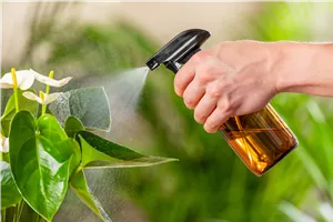 Aktion: Zimmerpflanzensprechstunde