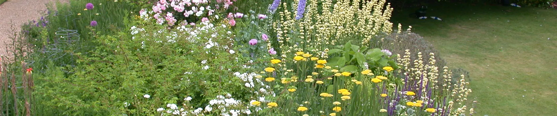 Staudenbeet mit Rosen