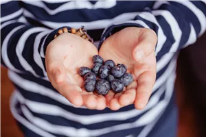 Heidelbeerpflückwochen