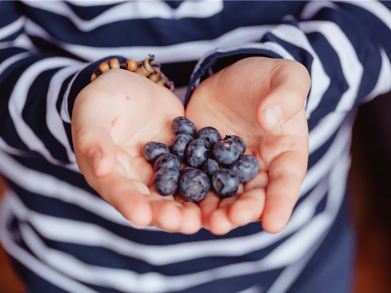 Heidelbeerpflückwochen