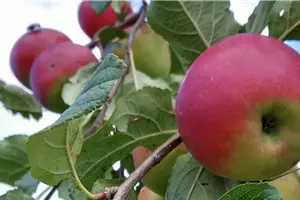 Apfelpflückwochen