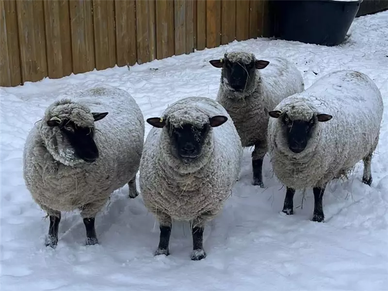 Winterpause