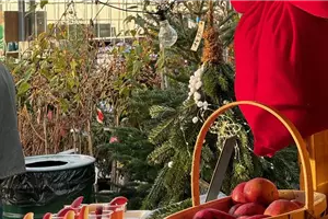 Aktion: Weihnachtsbaum selbst schlagen