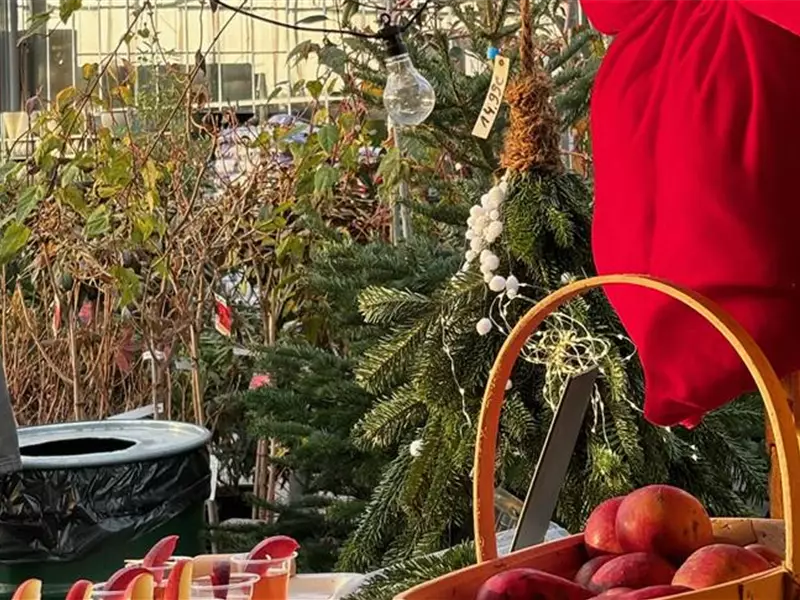 Aktion: Weihnachtsbaum selbst schlagen