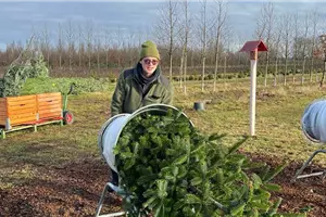 Aktion: Weihnachtsbaum selbst schlagen