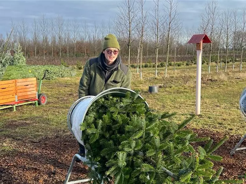 Aktion: Weihnachtsbaum selbst schlagen
