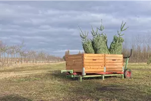 Aktion: Weihnachtsbaum-Liefertag!