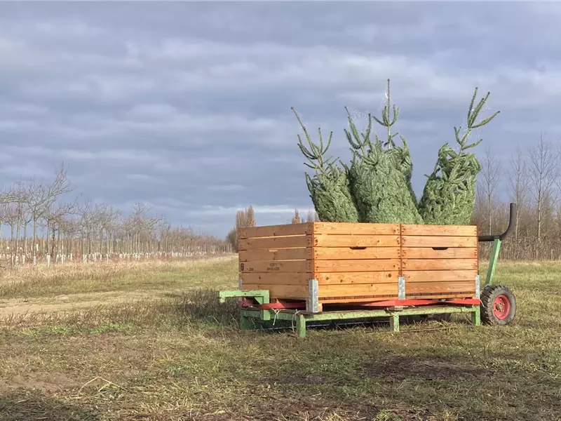 Aktion: Weihnachtsbaum-Liefertag!