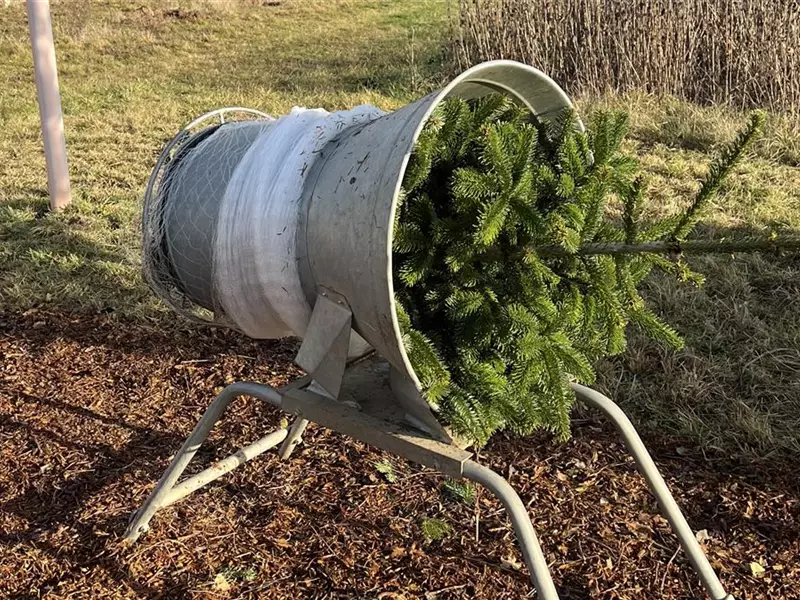Aktion: Weihnachtsbaum selbst schlagen