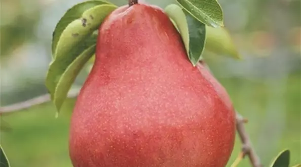Pyrus-Alessia-Birne-Voigt-Pflanzenhof.jpg