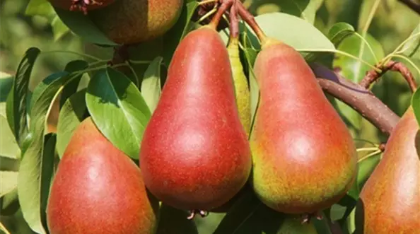 Pyrus-Salsa-Birne-Voigt-Pflanzenhof.jpg