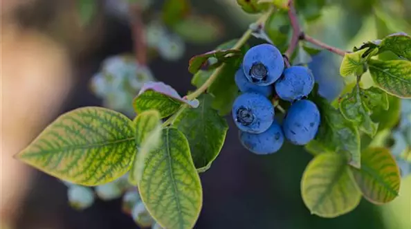 Heidelbeere_Obstplantagen_Voigt-Pflanzenhof.jpg