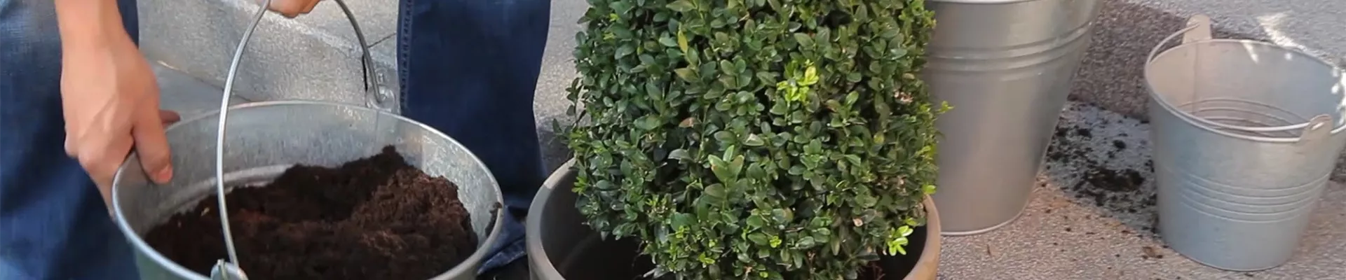 Buchsbaum - Einpflanzen in ein Gefäß (thumbnail) Buchsbaum - Einpflanzen in ein Gefäß (thumbnail)