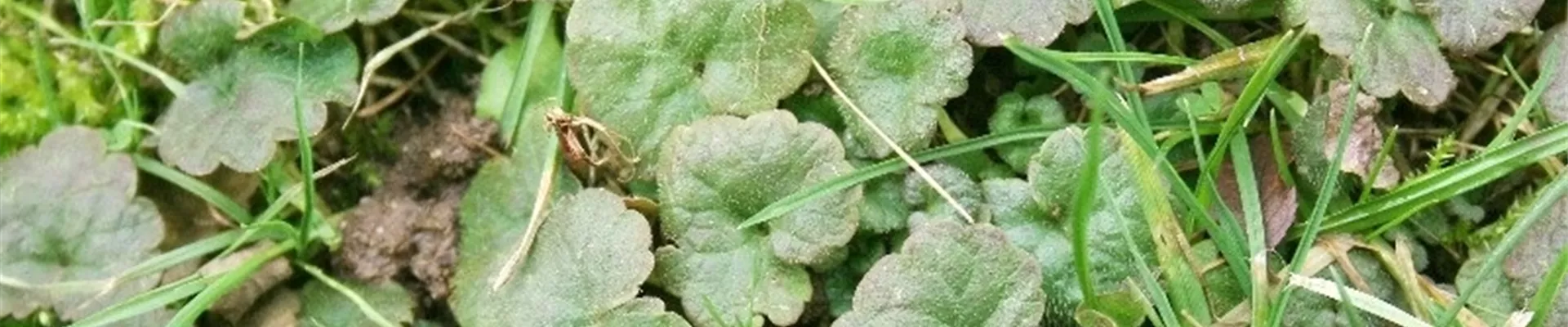 Rasengundermann1-800x600