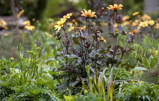 Der Boden im Blumenbeet: Vorbereitung und Pflege Der Boden im Blumenbeet: Vorbereitung und Pflege