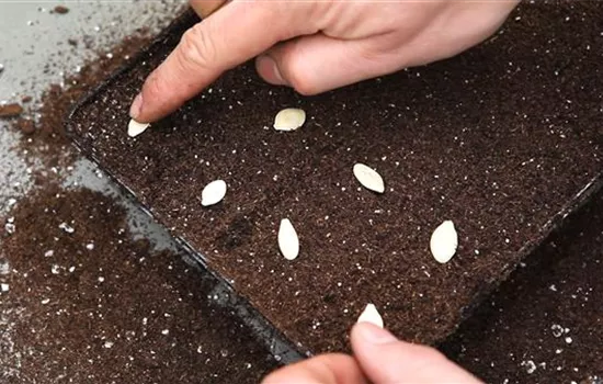 Kürbis - Aussäen von Samen Kürbis - Aussäen von Samen