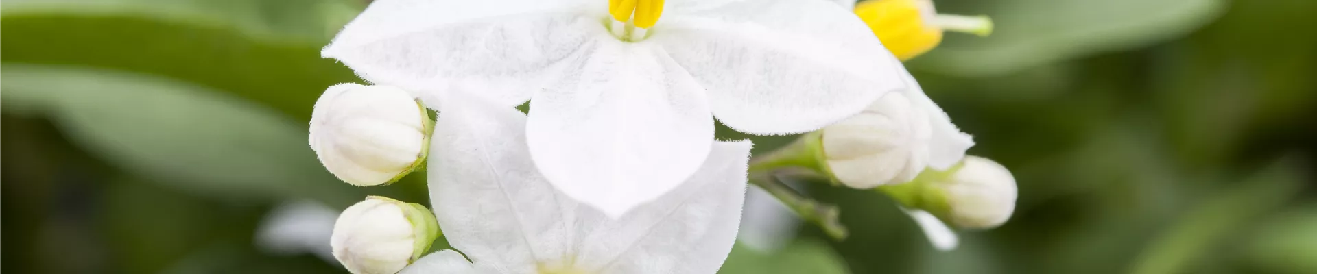 Solanum jasminoides Solanum jasminoides