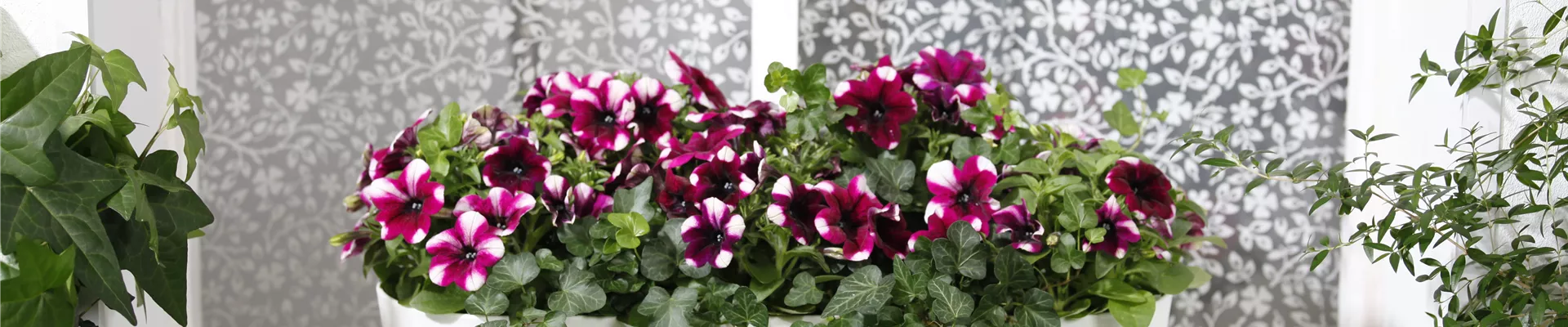 Petunia, zweifarbig Petunia, zweifarbig