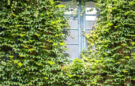 Fassadenbegrünung  Fassadenbegrünung